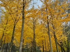 -秦岭终南山世界地质公园翠华山景区
