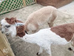 -萌宠亲子动物乐园(槐房万达店)