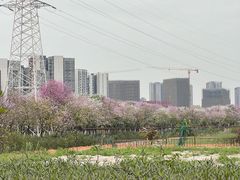 -广东花都湖国家湿地公园