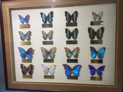 -上海昆虫博物馆