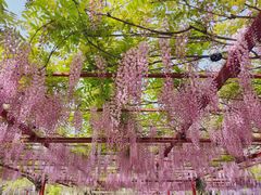 -嘉定紫藤园