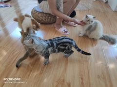-momokira米努特·德文卷毛猫·棉花面纱犬