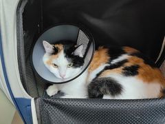 -瑞派康怡24h宠物医院·犬猫医疗中心·微创绝育(瑞景分院)