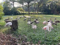 -广州长隆飞鸟乐园