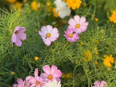 -春花秋色城市公园