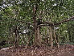 -中国科学院西双版纳热带植物园