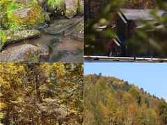 -五营红松林海景区