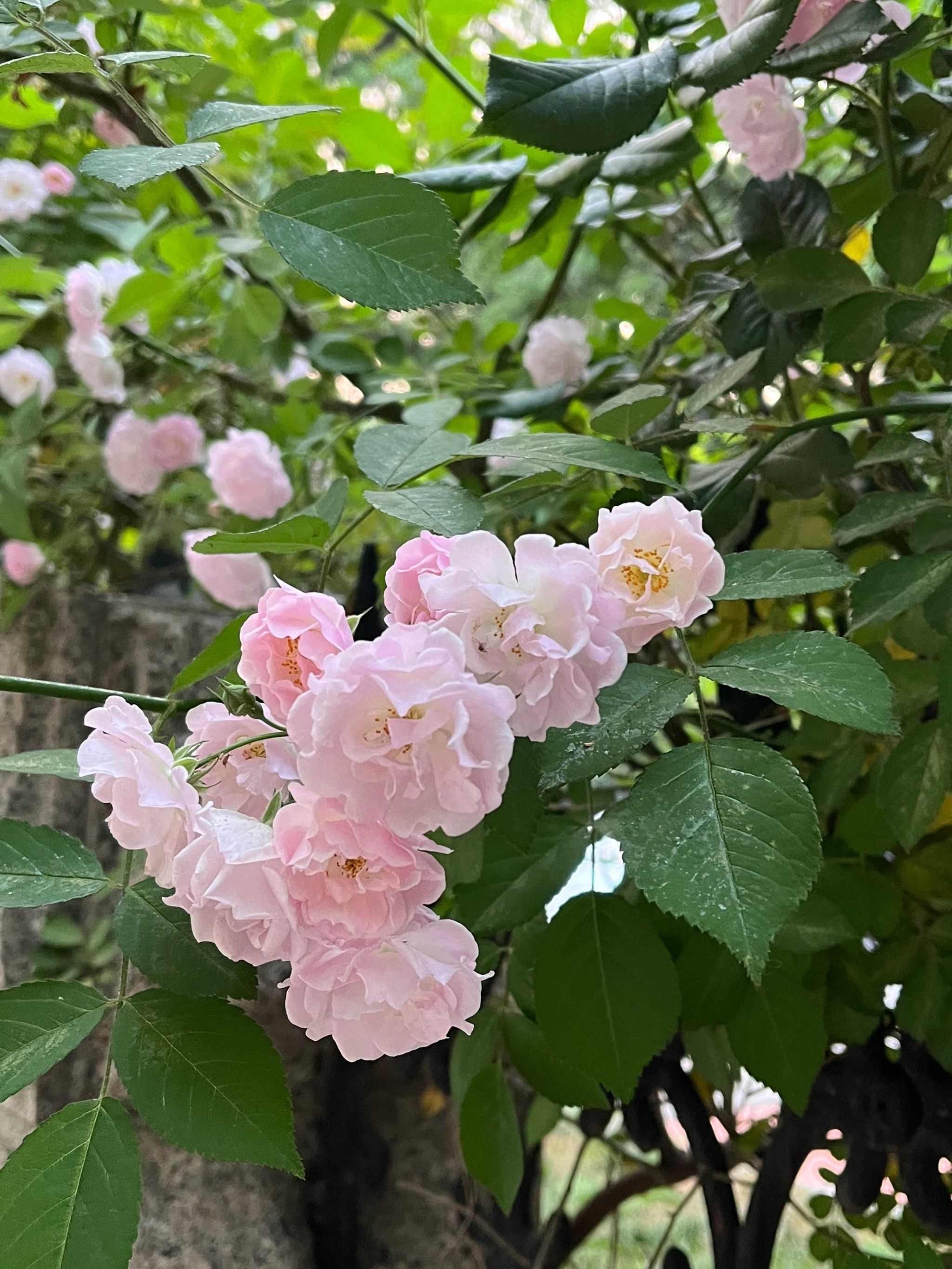 路边的蔷薇开啦
