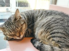 -猫儿山۰猫主题餐厅