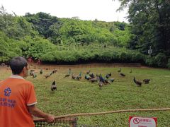 -西双版纳勐泐文化旅游区