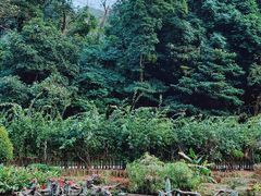 -深圳仙湖植物园
