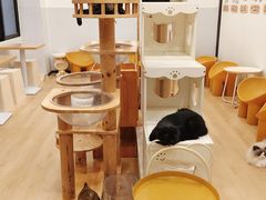 -有喵·猫咖·狗咖·30几只猫10只小狗(岗厦店)