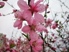 -白塘生态植物园
