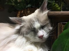 -共舞时光猫咖·狗咖(新街口店)
