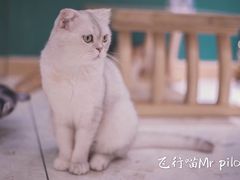 -飞行喵MR PILOT|猫舍·猫咖(静安大融城店)