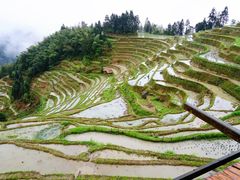 -紫鹊界梯田景区