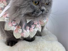 -爱洗澡的猫(望京店)