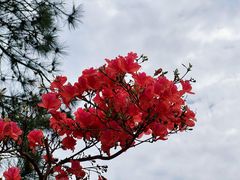 -木兰云雾山