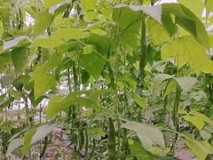 -万源龙顺度假庄园生态观光园