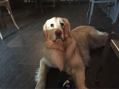 百好乐比萨-百好乐宠物友好餐厅(朝外大街店)