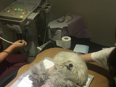 -美联众合动物医院·24h转诊中心