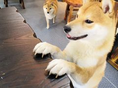-柴源莊·柴小宠柴犬咖啡