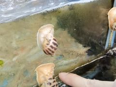 -龙溪海鲜酒家(溪涌店)