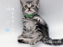 -糯米喵星人总部直营旗舰店·猫舍·幼猫出售