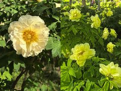 -洛阳市隋唐城遗址植物园