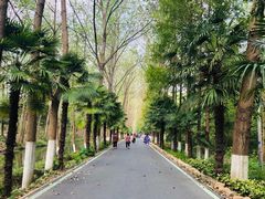 -合肥滨湖国家森林公园