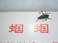 -上海昆虫博物馆