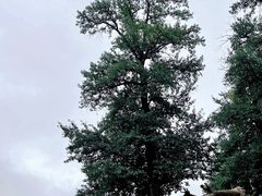 -新疆那拉提国家旅游度假区