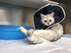 -爱妮康宠物医院·干细胞免疫细胞·肿瘤·心脏(张江店)