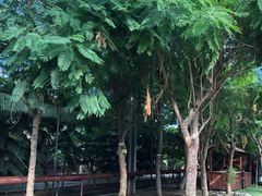 -呀路古热带植物园