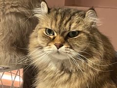 -猫儿山۰猫主题餐厅
