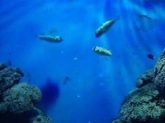 -福州罗源湾海洋世界旅游区