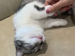 -藏猫猫咖啡主题馆(中央大道店)