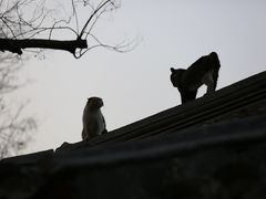 -北京国子监胡同