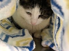 -荣耀金沙动物医院(清江西路店)