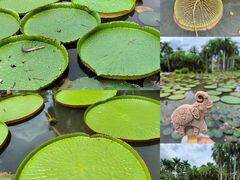 -中国科学院西双版纳热带植物园