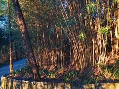 -铁山坪森林公园