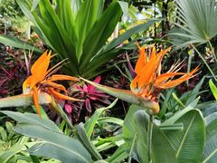 -北京植物园-展览温室