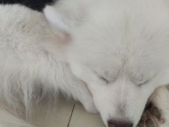 -怪兽屋·羊驼·猫咖·狗咖(俊华广场店)