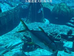 -三亚亚特兰蒂斯度假区
