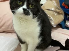 -佳怡动物医院·平价24小时·猫专科骨外科