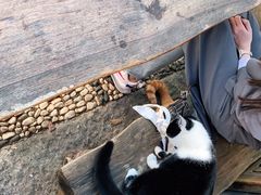 -喵屿·大理花园猫咖