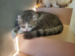 -猫儿山۰猫主题餐厅