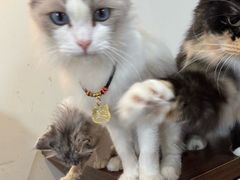 -楼上猫咖(罗湖店)