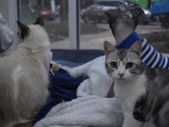 -李小姐の猫咖啡馆(五角场店)