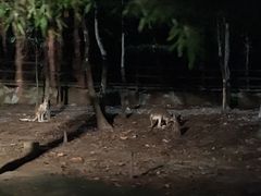 -清迈夜间动物园